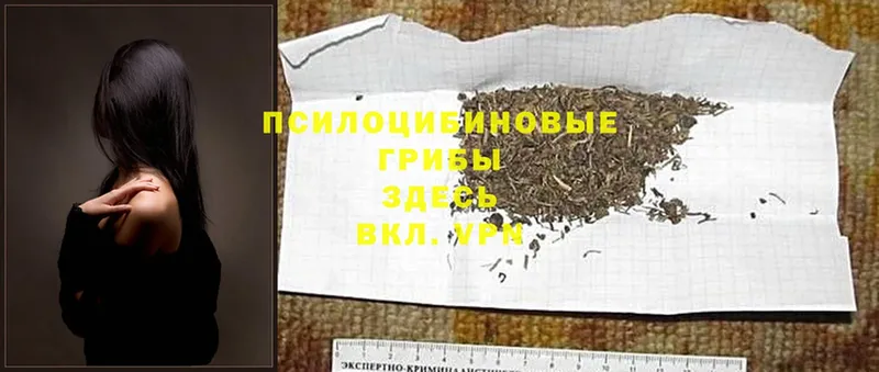 Псилоцибиновые грибы Psilocybine cubensis  Короча 